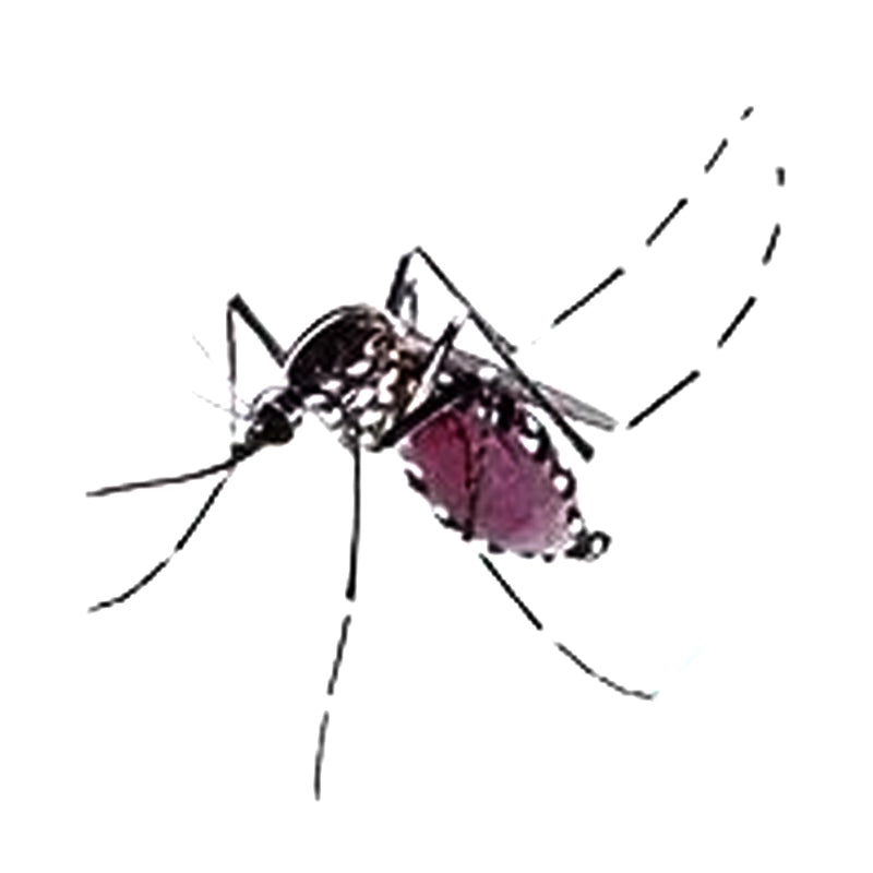Aedes Aegypti