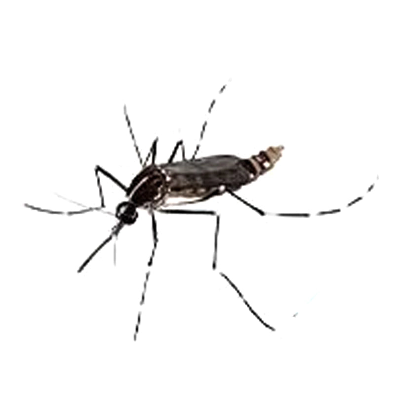 Anopheles