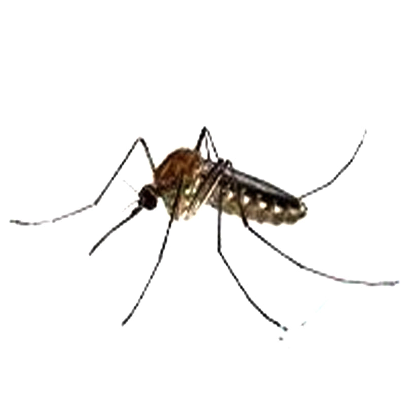 Culex quinquefasciatus