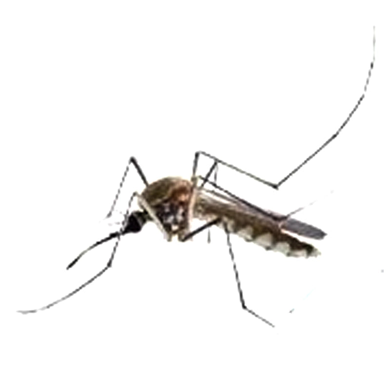 Aedes albopictus