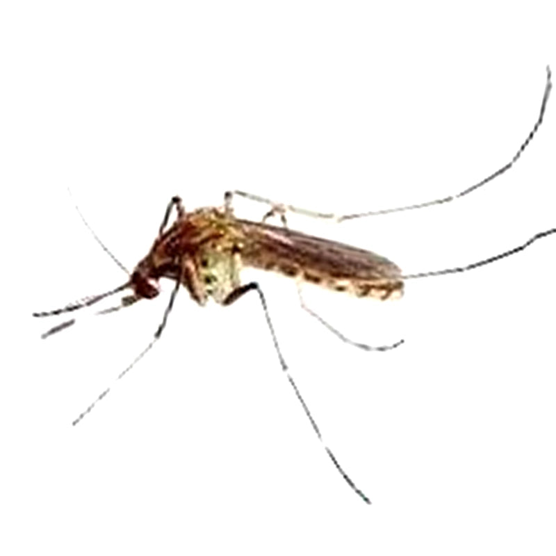 Culex pipiens pallens