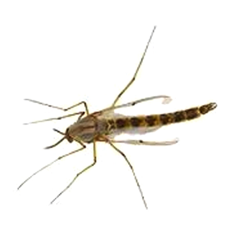 Culex tritaeniorhynchus Giles