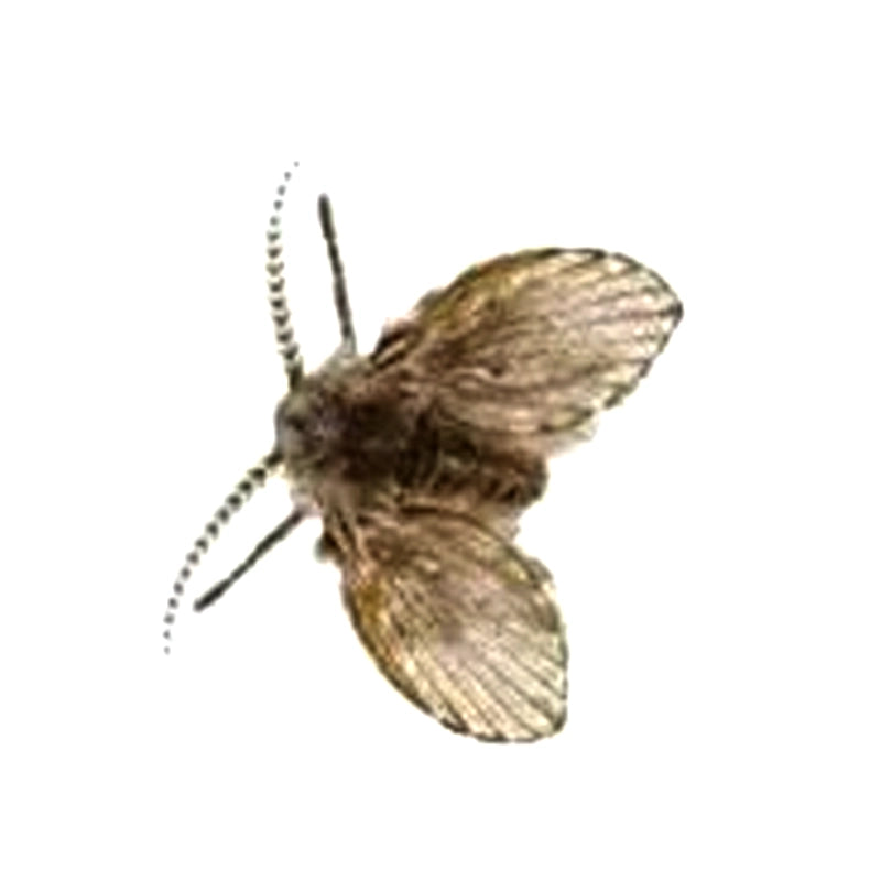 Chironomid