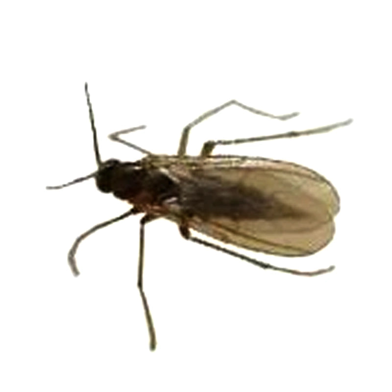 Psychodidae