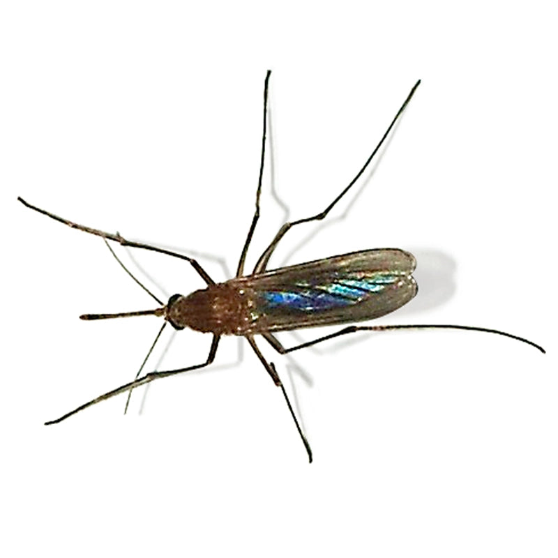 Fungus gnat